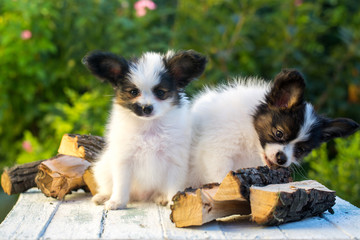 two cute puppies