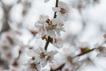 Apple blossom flowers in spring, blooming on young tree branch.
