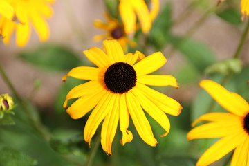 Blühender Sommenhut