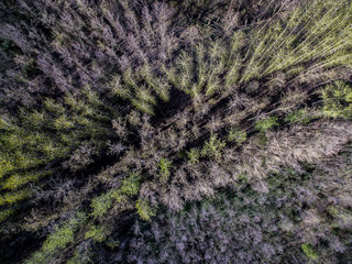 Dead trees from above
