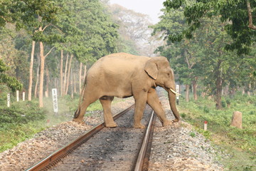 Elephant crossing railway track