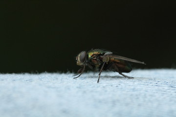 Housefly