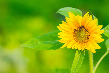 Sunflower with green nature background.Sunflowers garden. Sunflowers have abundant health benefits. Sunflower oil improves skin health and promote cell regeneration.Copy space