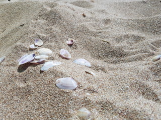seashells on white sand on a sunny day