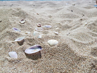 seashells on white sand on a sunny day