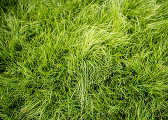 Green Grass