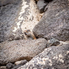 chipmunk inside the wall