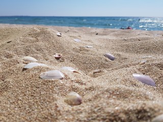 sandy beach and clear blue water and seashells