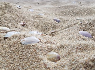 sandy beach and clear blue water and seashells