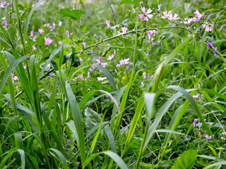 Summer green meadow grass with small purple flowers, close-up