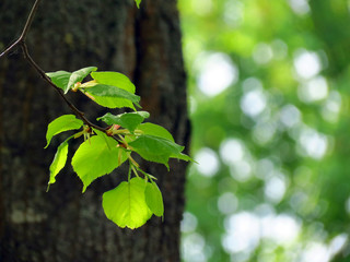 ветка липы