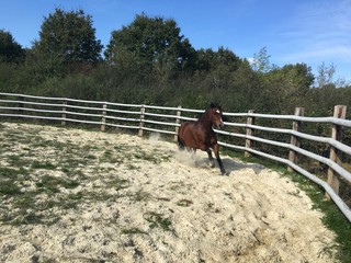 cheval au galop