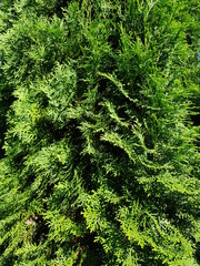coniferous green cypress twigs