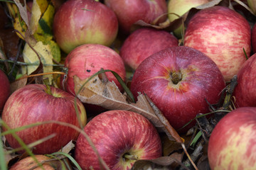 The red apples are in dry leaves. Apples fresh, large ripened