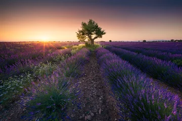  Zonsondergang boven een lavendelveld in de Provence © grutfrut