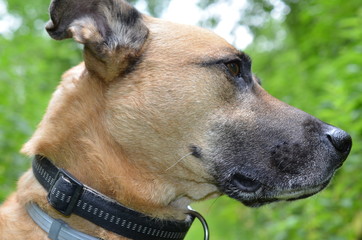 Portret psa w typie doga, profil, patrzy w prawo © Ewa