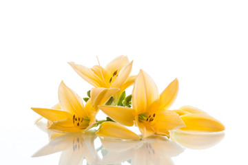 Yellow Lily flowers and buds on a white