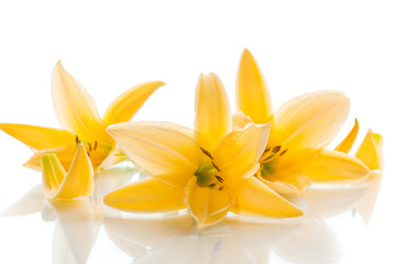 Yellow Lily flowers and buds on a white