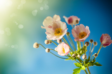 Fototapeta na wymiar Cute pink flowers on a blue background