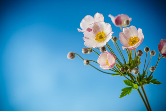 Cute pink flowers on a blue background - Powered by Adobe
