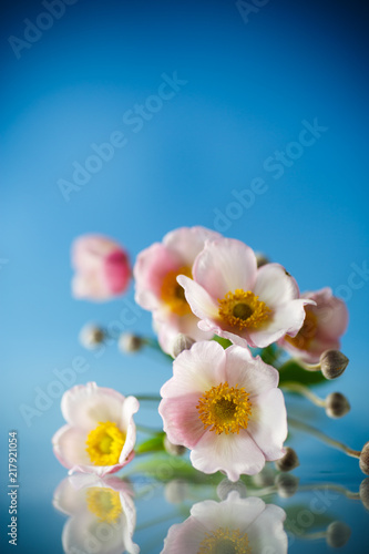 Cute pink flowers on a blue background
