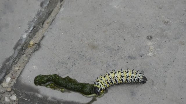 Mopani worm crushed