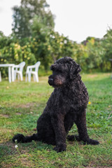 funny black Russian terrier dog is on the green grass