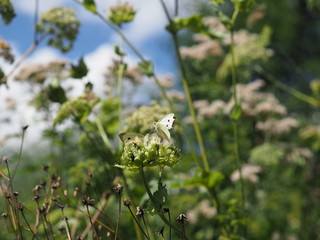 Schmetterlinge kämpfen um Blüte - Butterflies fight for food