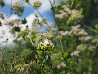 Fototapeta premium Schmetterlinge kämpfen um Blüte - Butterflies fight for food