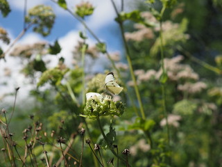 Schmetterlinge kämpfen um Blüte - Butterflies fight for food