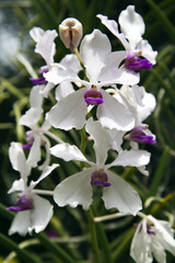 Tropische Orchideenblüten