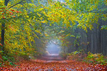 Fallen leaves in autumn, foggy magnificent road. 