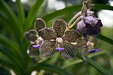 Tropische Orchideenblüten