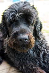 funny black Russian terrier dog is on the green grass