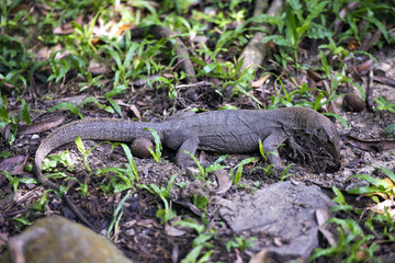 Bindenwaran (Varanus salvator) in freier Wildnis