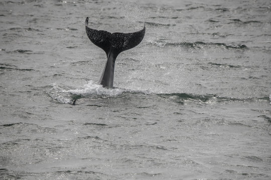 Large Orca Male Fluke, Icy Strait, 