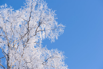 Winter branches with copyspace. Frost covered birch tree (Betula pendula) branches against blue sky.