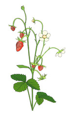 Hand drawn Strawberry isolated on white.
