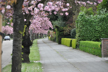 Street in pink flowers