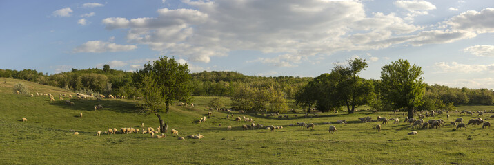 A herd of goats and sheep. Animals graze in the meadow. Mountain pastures of Europe. © Piotr
