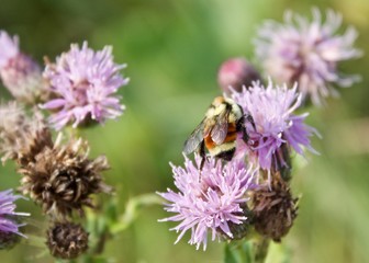 Bee looking for pollen on purple thistle