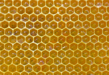 Honey combs with nectar
Color harmony and beauty inside hive.