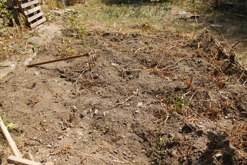 Champ de pomme de terres dans un potager, Cévennes