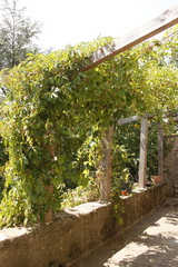 Obraz premium Vignes dans les Cévennes