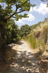 Chemin de randonnée dans la forêt, Cévennes