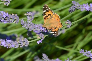 papillon