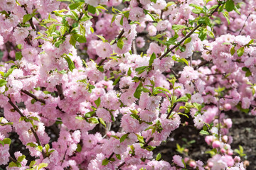 Sakura cherry blossoms focus to branch against blue sky and clouds background.