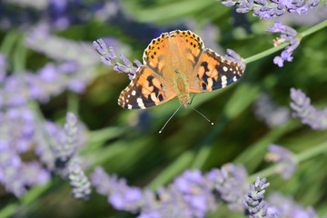 papillon