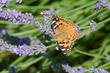 papillon