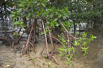 Mangroven als Küstenschutz am Pazifik